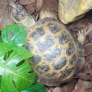 Tackapausha Museum & Preserve - Testudo horsfieldi