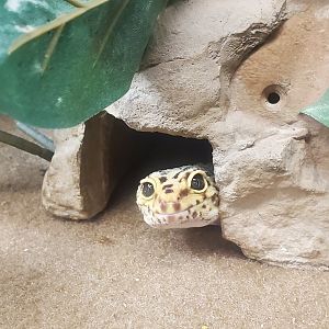 Tackapausha Museum & Preserve - Leopard Gecko surprise