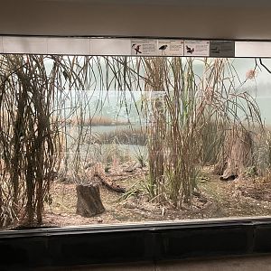 Aquatic Bird House - Guam Kingfisher Exhibit