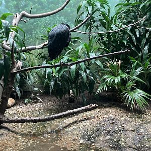 Aquatic Bird House - Storm’s Stork Exhibit