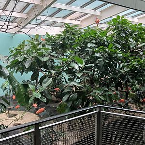Aquatic Bird House - Scarlet Ibis Exhibit
