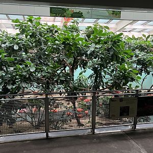 Aquatic Bird House - Scarlet Ibis Exhibit