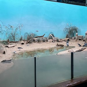 Aquatic Bird House - Little Penguin Exhibit