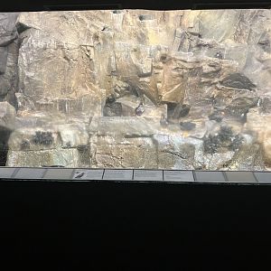 Aquatic Bird House - Tufted Puffin Exhibit