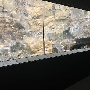 Aquatic Bird House - Tufted Puffin Exhibit