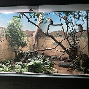 Aquatic Bird House - Laughing Kookaburra Exhibit