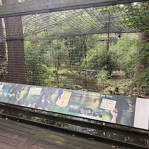 Lesser Adjutant Stork Aviary