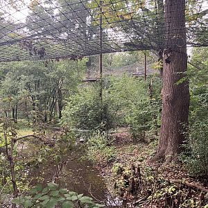 Lesser Adjutant Stork Aviary