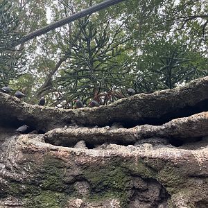 Seabird Aviary - Inca Tern Cliffs.