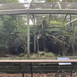 Birds of Prey - King Vulture Exhibit