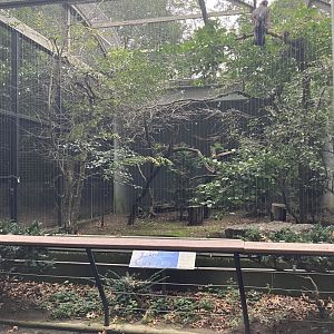 Birds of Prey - North American Golden Eagle Exhibit