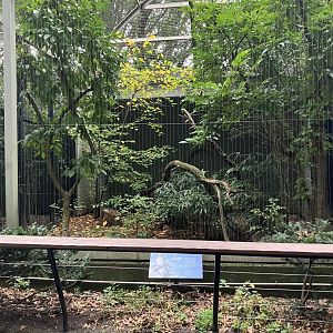 Birds of Prey - Andean Condor Exhibit