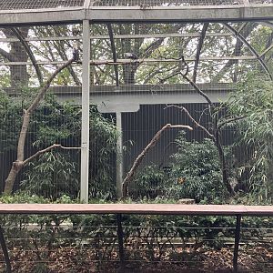 Birds of Prey - Palm Nut Vulture Exhibit