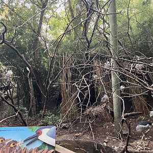 Children’s Zoo - Black-Crowned Night Heron Exhibit