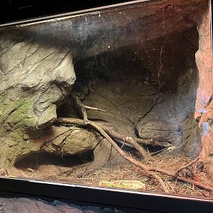 Children’s Zoo - Common Degu Exhibit