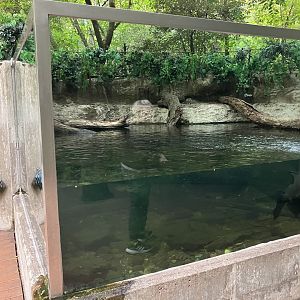 Children’s Zoo - American Aligator Exhibit