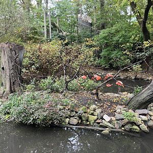 Children’s Zoo - Common Squirrel Monkey/Southern Screamer/American Flamingo Exhibit