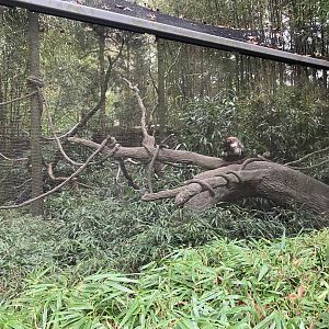 Children’s Zoo - White-Nosed Coati Exhibit