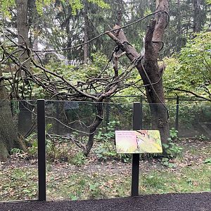Children’s Zoo - Linnaeus Two-Toed Sloth Exhibit