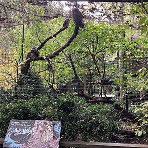 Children’s Zoo - Newfoundland Great Horned Owl Exhibit