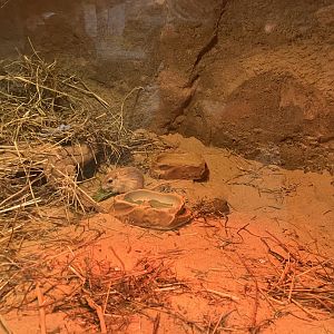 Children’s Zoo - Pallid Gerbil Exhibit