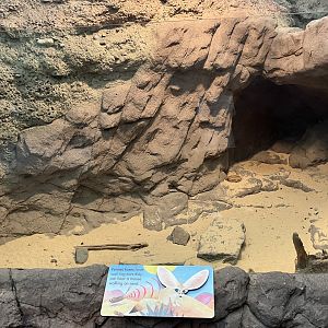 Children’s Zoo - Fennec Fox Exhibit