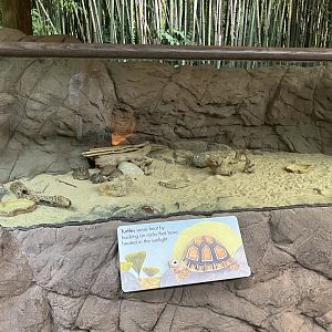 Children’s Zoo - Mesopotamian Tortoise Exhibit