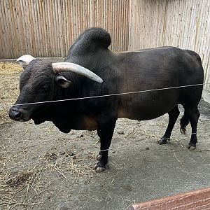 Dwarf Zebu
