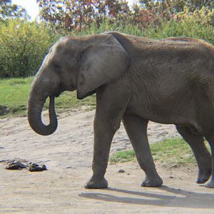 Indy Zoo elephant