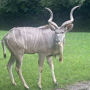 Kudu