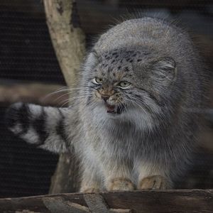 Pallas's Cat/ Otocolobus manul