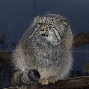 Pallas's Cat/ Otocolobus manul
