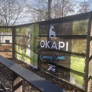 Upcoming Okapi Exhibit