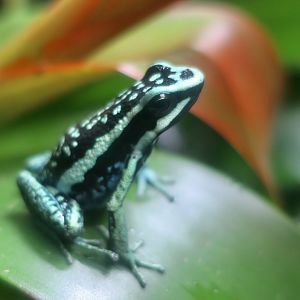 Pleasing Poison Frog (Ameerega bassleri)