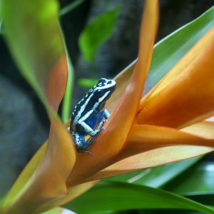 Pleasing Poison Frog (Ameerega bassleri)