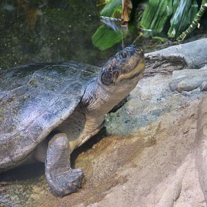 Arrau Turtle (Podocnemis expansa)