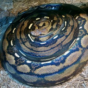 Reticulated Python (Malayopython reticulatus) being a cinnamon roll