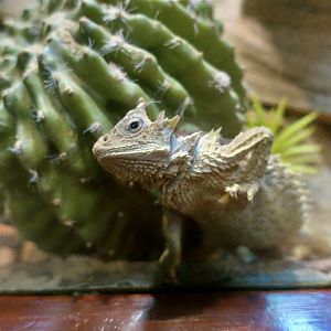 Giant Horned Lizard (Phrynosoma asio)