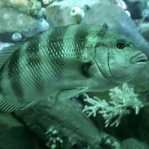 Sheepshead (Archosargus probatocephalus)