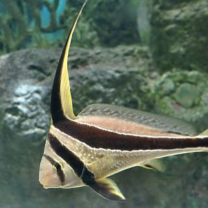 Jack-Knifefish (Eques lanceolatus)