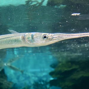 Redfin Needlefish (Strongylura notata)