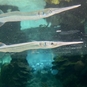 Redfin Needlefish (Strongylura notata)