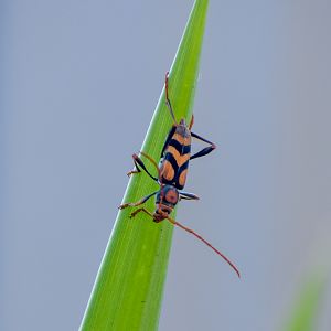 Tiger Longhorn, Aridaeus thoracicus