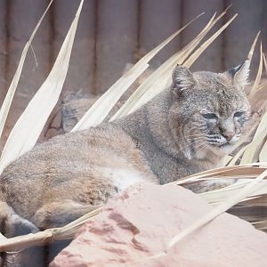Bobcat (Lynx rufus), 2023-10-07