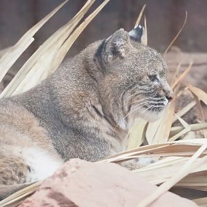Bobcat (Lynx rufus), 2023-10-07