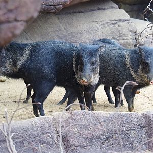 Collared peccaries (Dicotyles tajacu), 2023-10-07