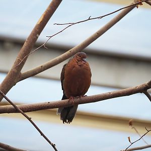 Socorro dove (Zenaida graysoni), 2023-10-07