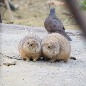 Black-tailed prairie dogs (Cynomys ludovicianus), 2023-10-07