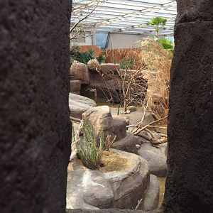 Collared peccary, North American porcupine and Black-tailed prairie dog exhibit, 2023-10-07