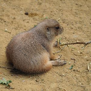 Black-tailed prairie dog (Cynomys ludovicianus), 2023-10-07